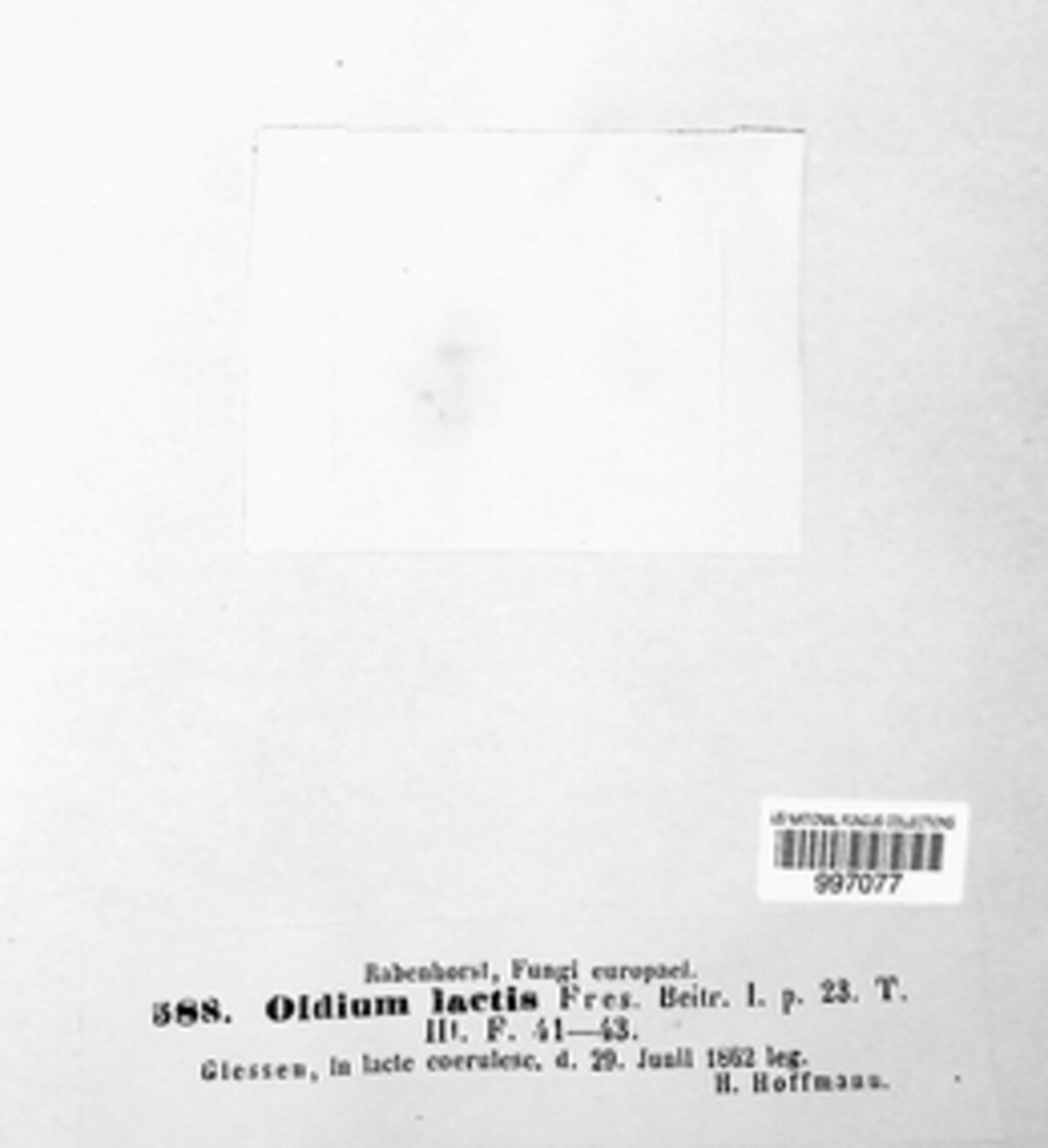 Geotrichum candidum image